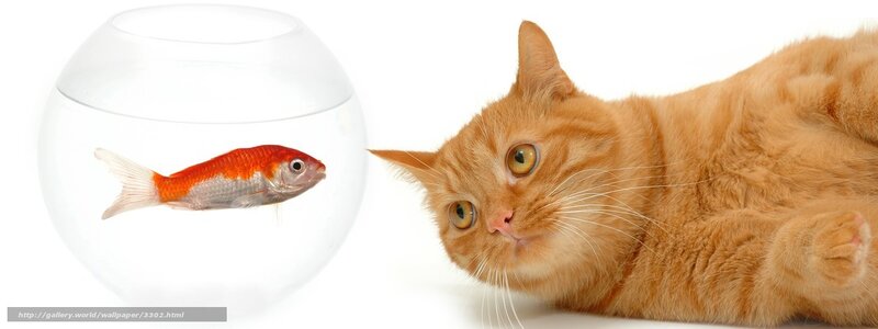 cat watching goldfish