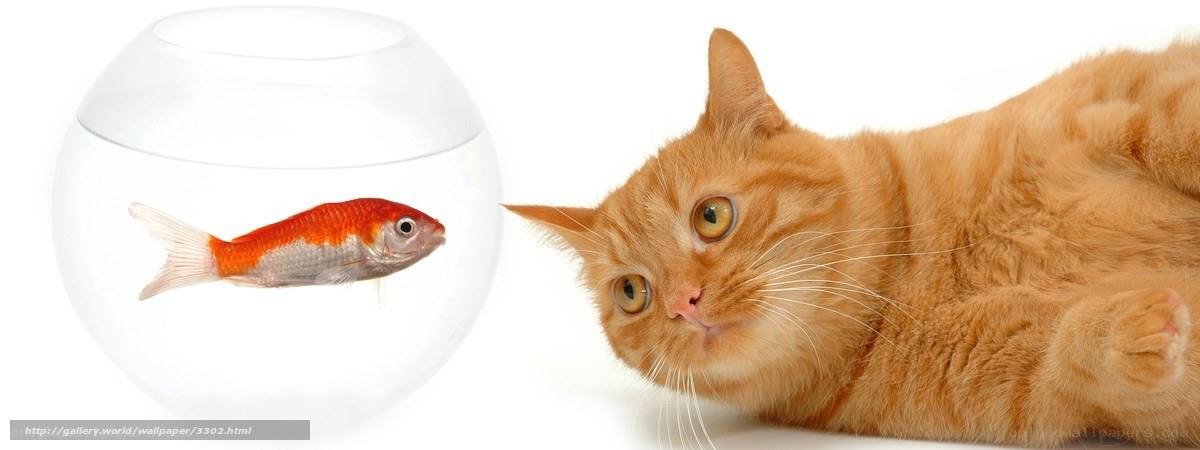 cat watching goldfish