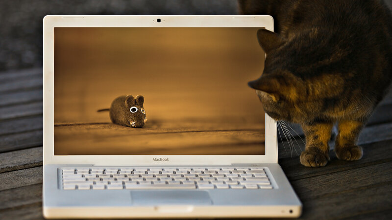 Cat Watching Laptop — Brown