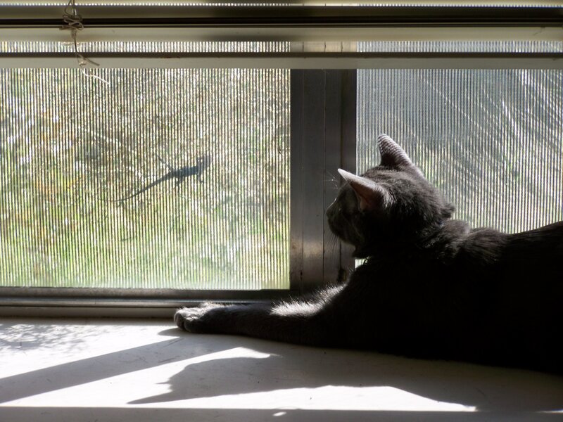 cat watching lizard through window