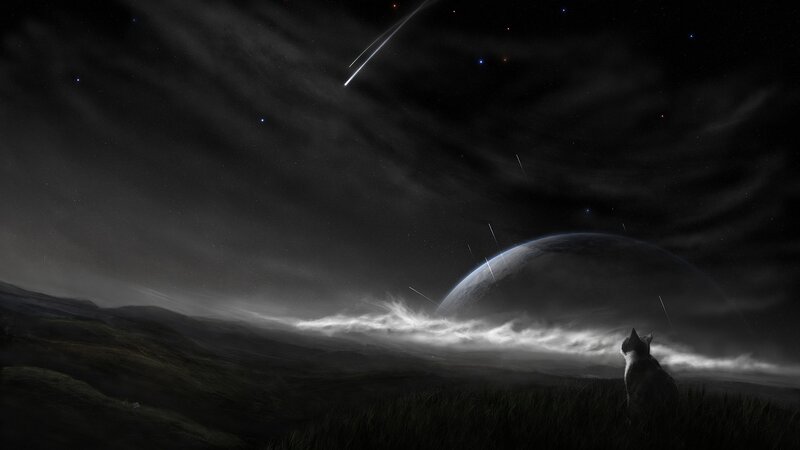 Cat Watching Meteor Shower — Black