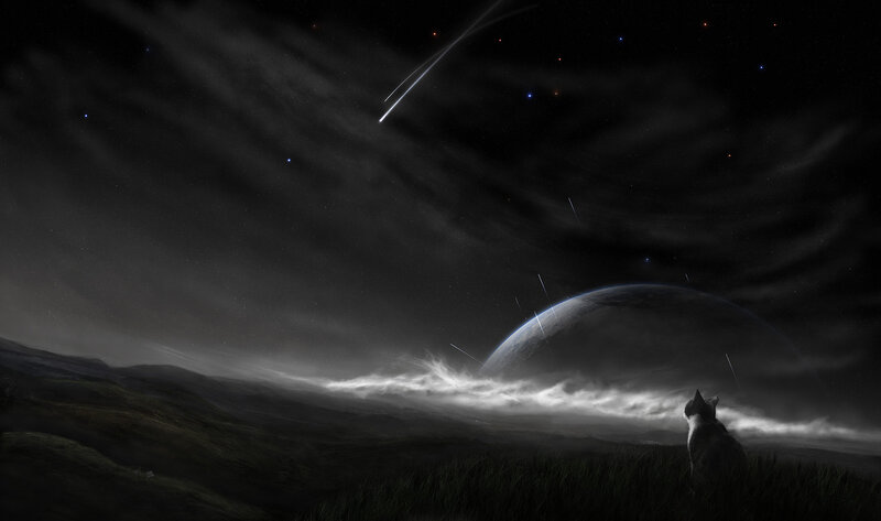cat watching meteor shower