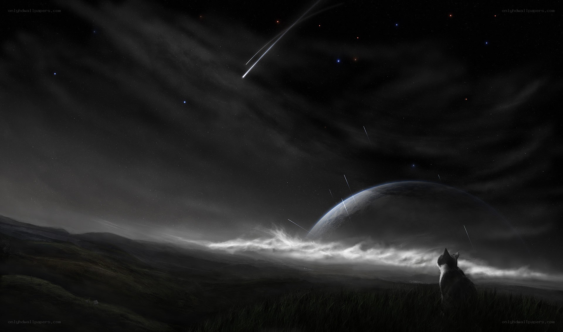 cat watching meteor shower