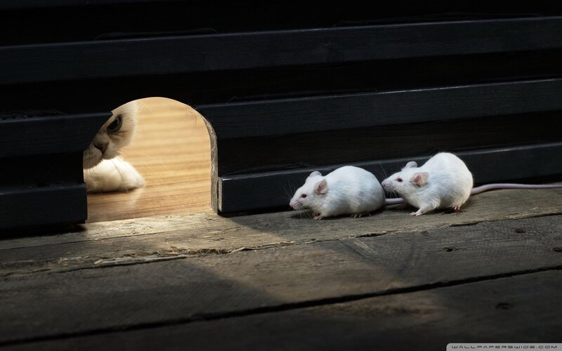 cat watching mice