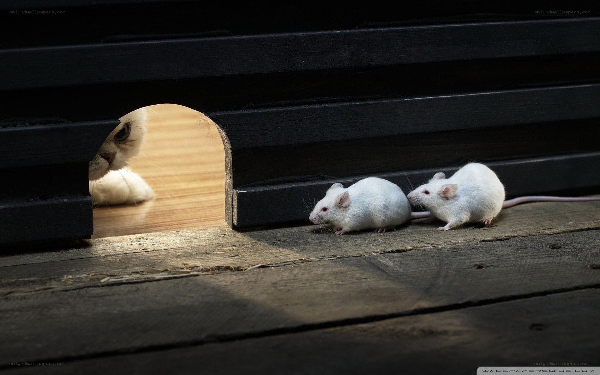 cat watching mice
