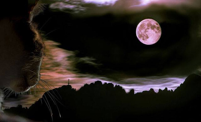 Cat Watching Moon