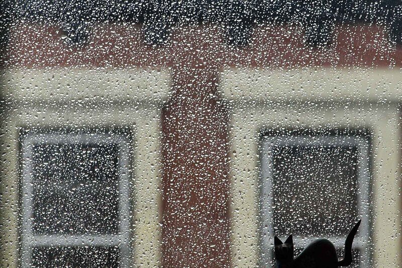 Cat watching rain from window