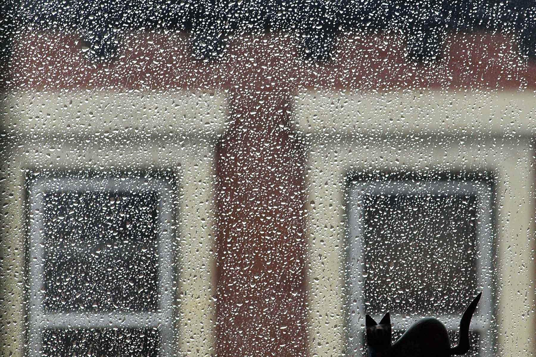 Cat watching rain from window