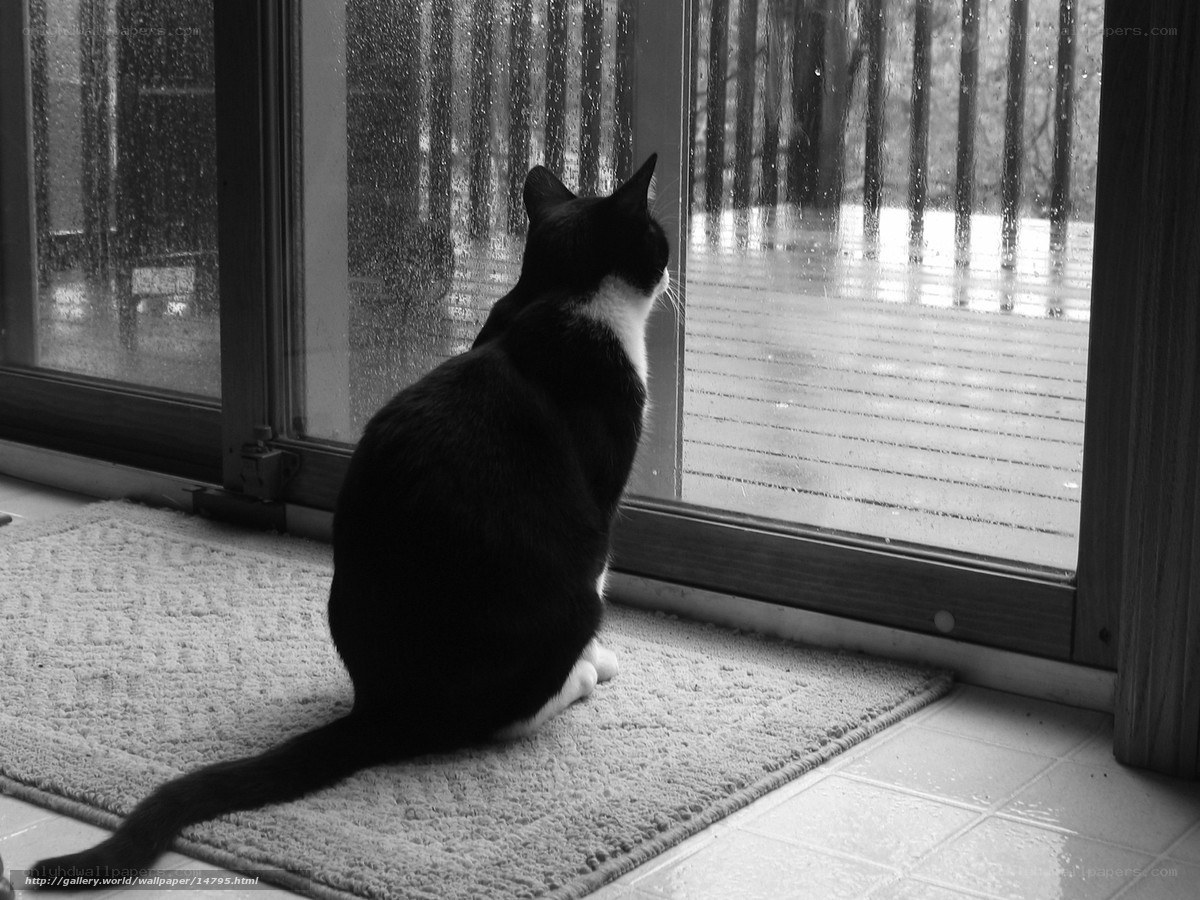 cat watching rain through glass door