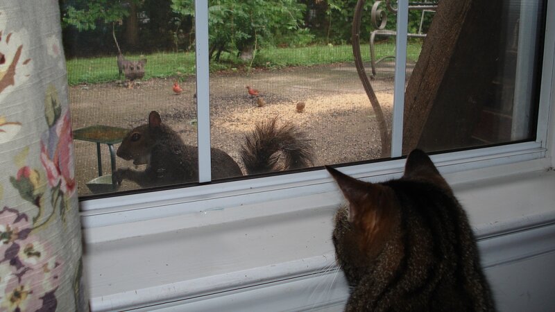 Cat Watching Squirrel — Brown