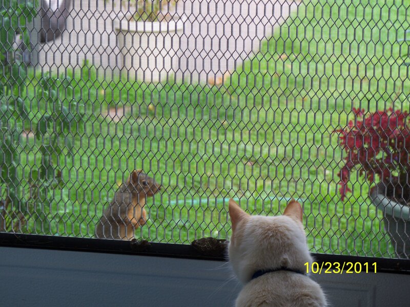 Cat Watching Squirrel