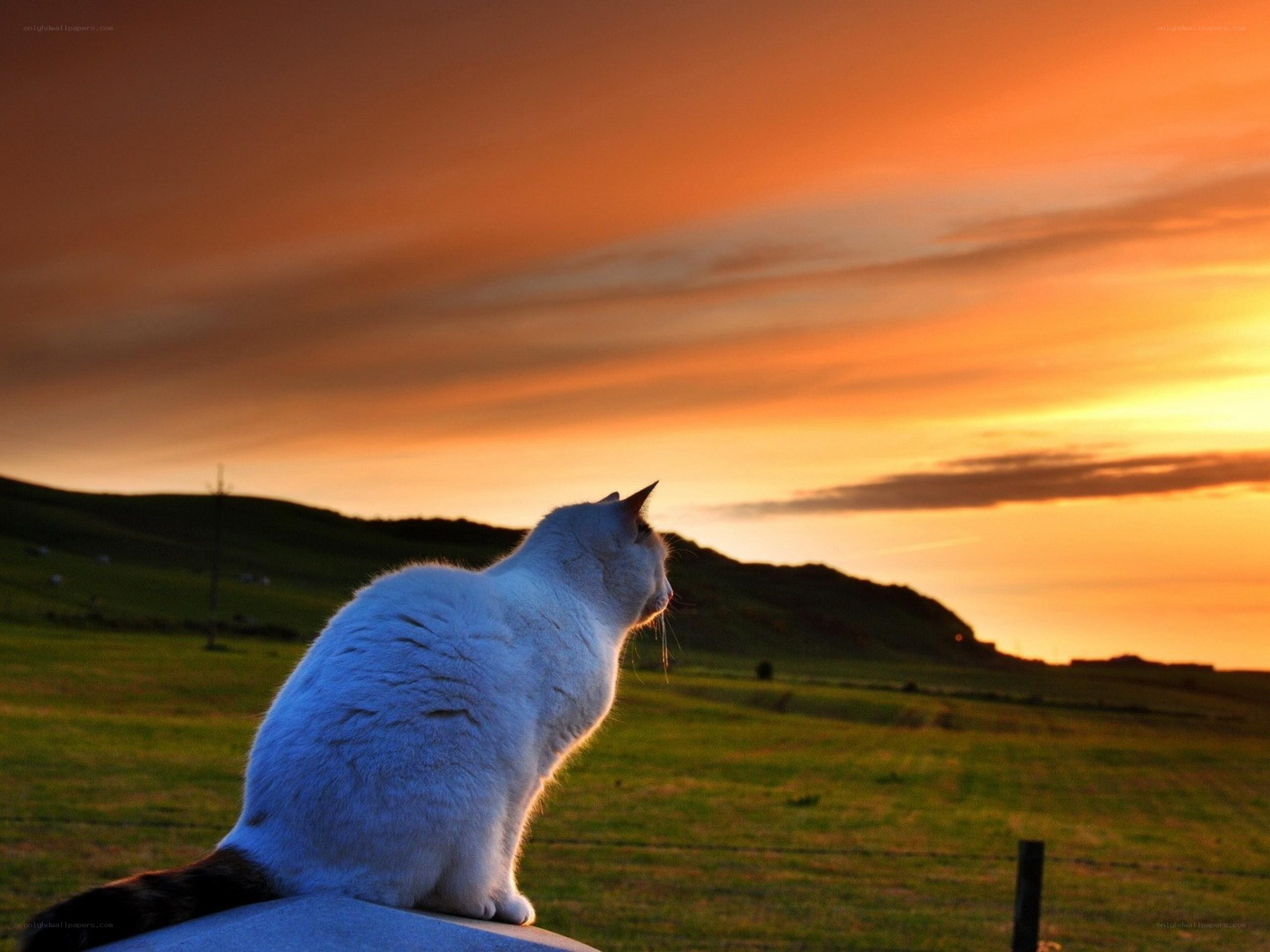 Cat watching sunset in field