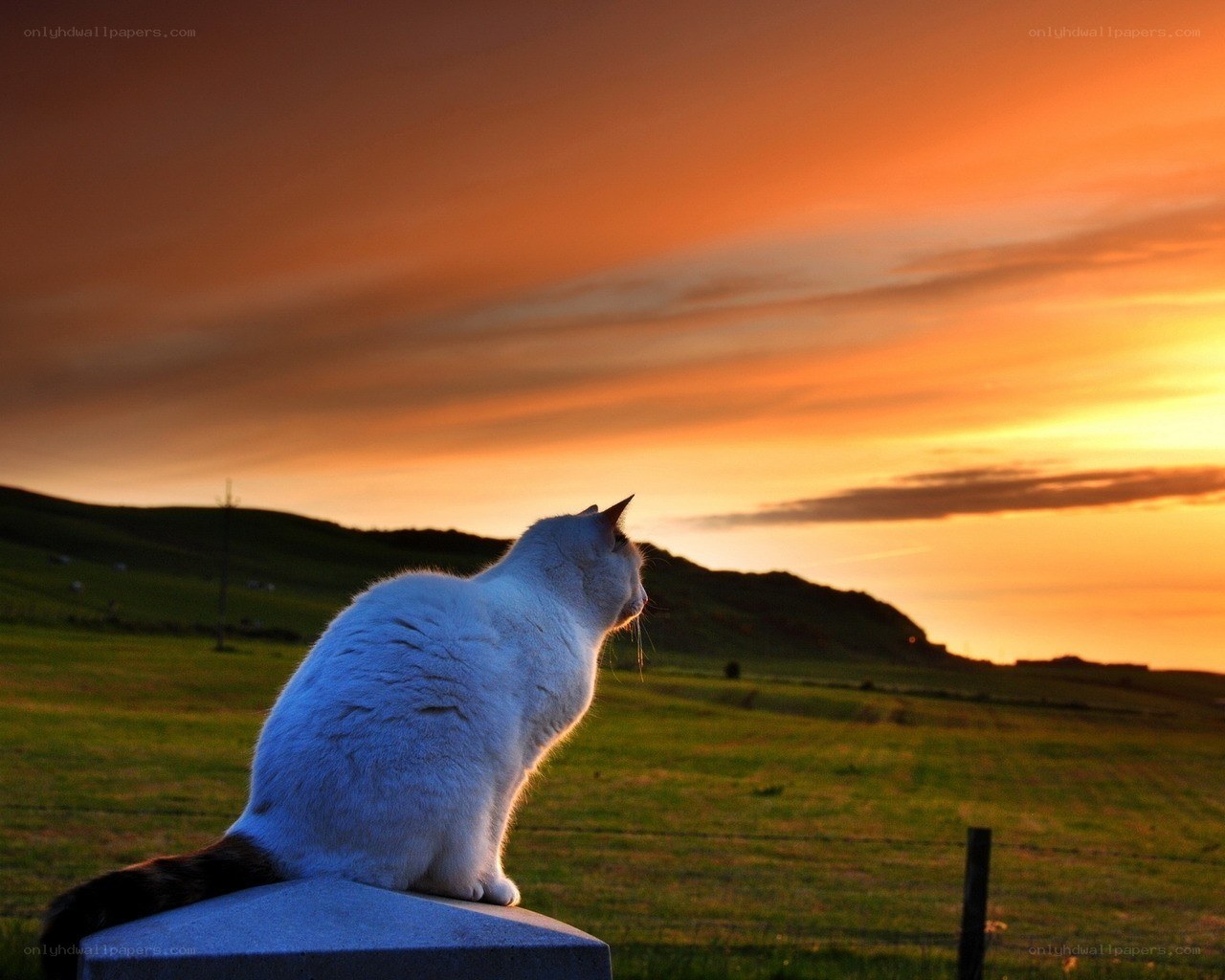 Cat watching sunset on a hill