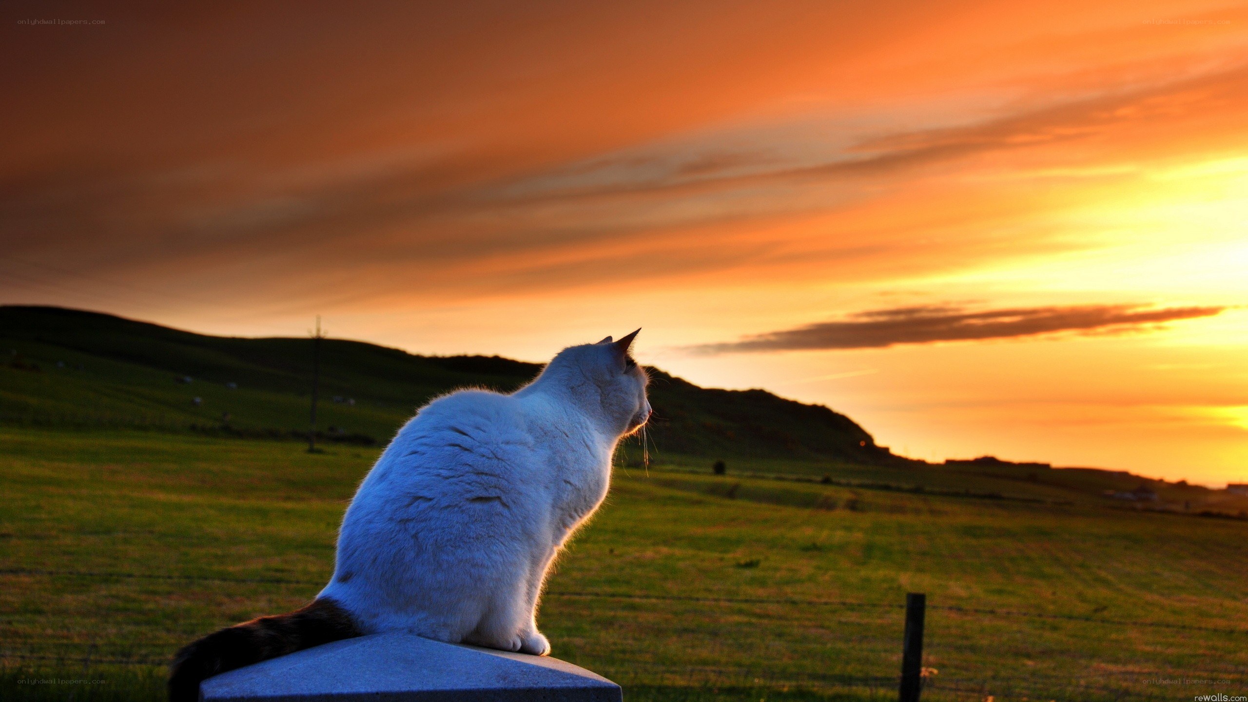 Cat watching sunset on a hill
