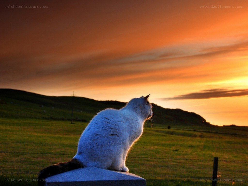 cat watching sunset on a hill
