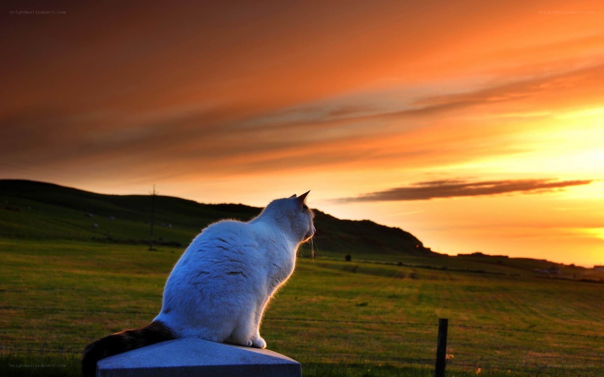 Cat watching sunset on a hill