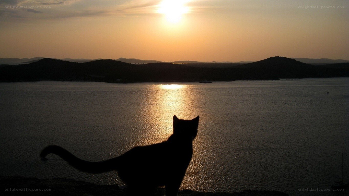 cat watching sunset over water