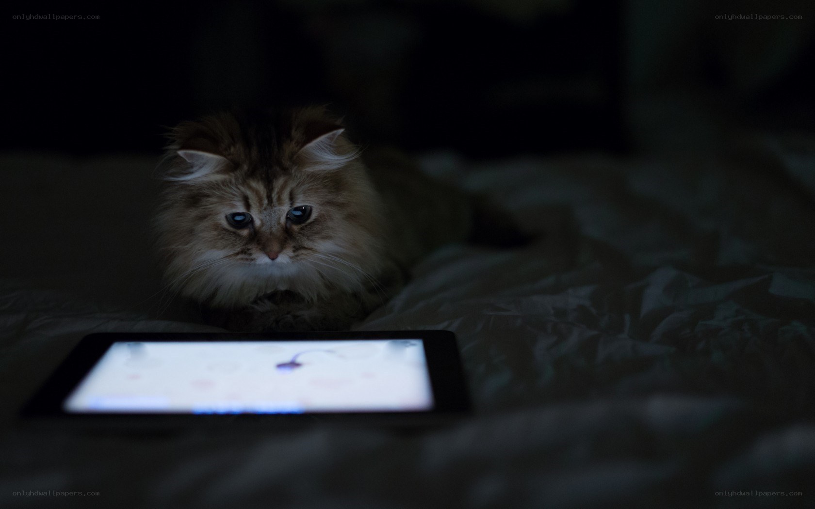 cat watching tablet in dark room