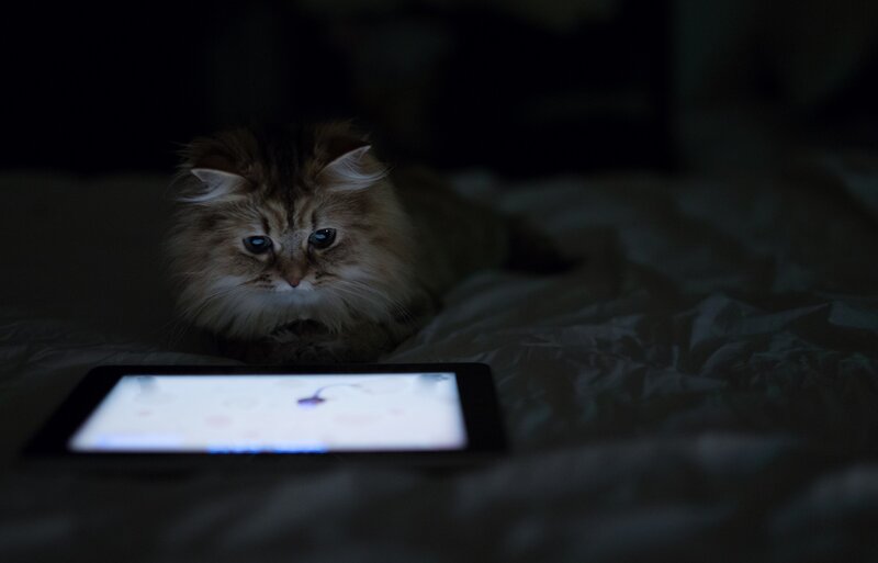cat watching tablet in dark room