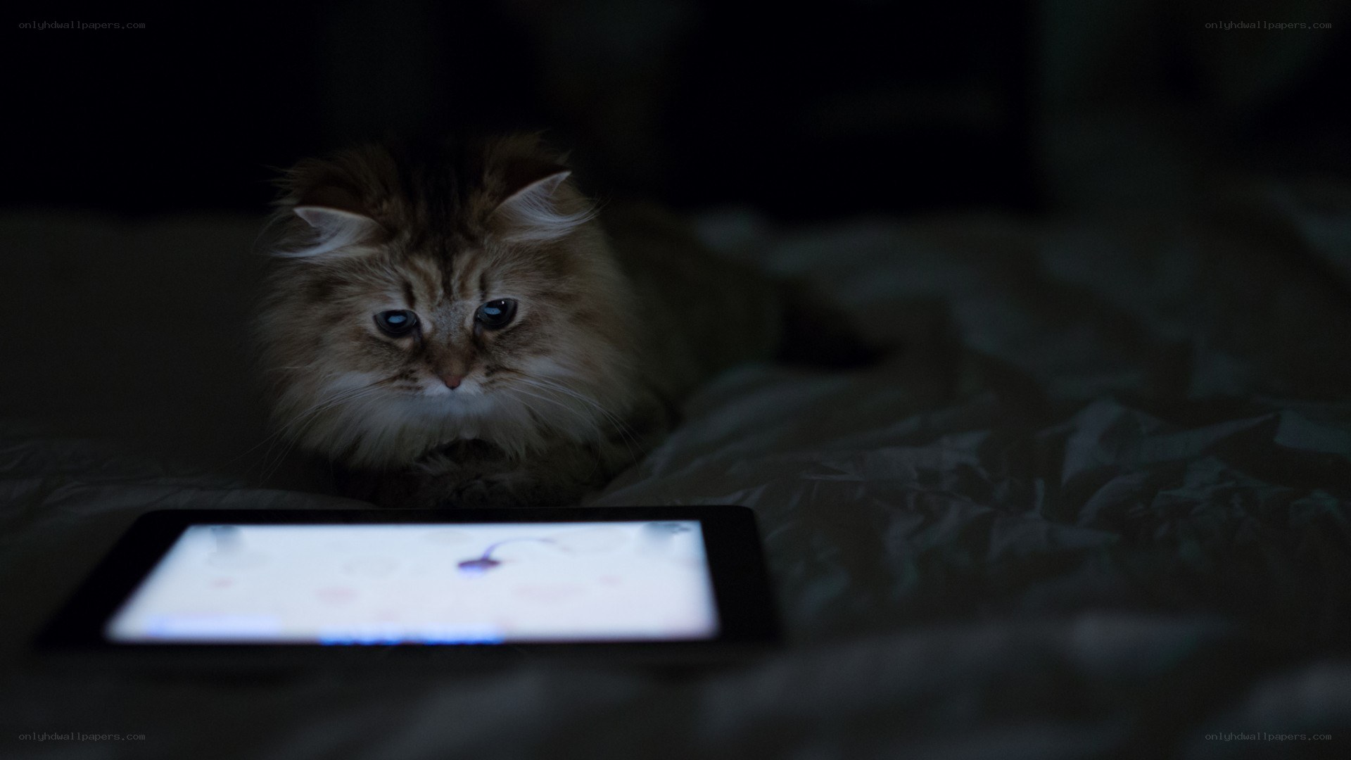cat watching tablet in dark room