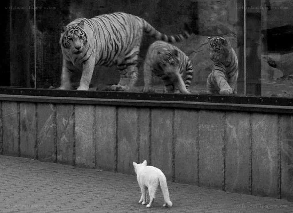 Cat watching tigers through glass