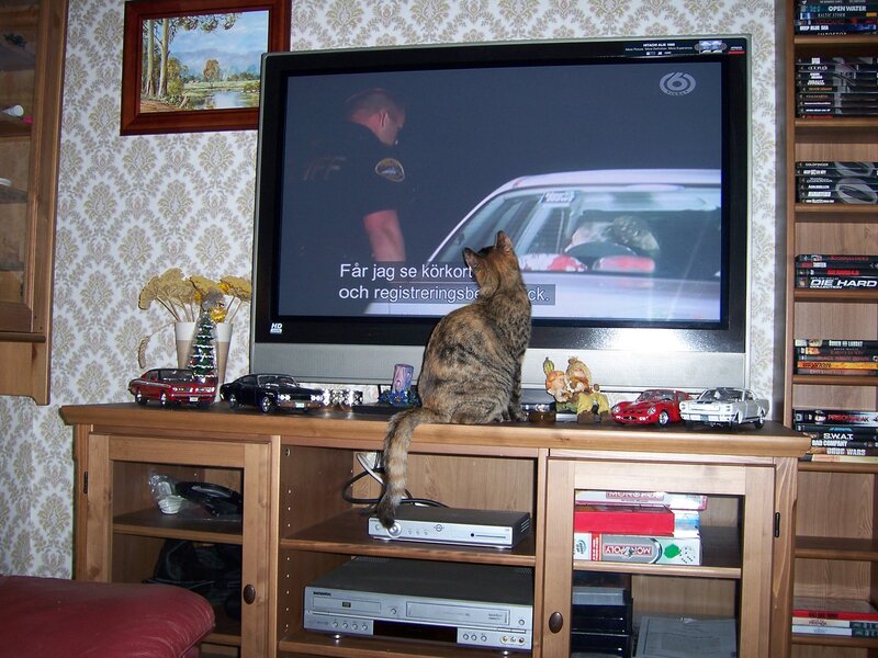 Cat Watching TV — Brown