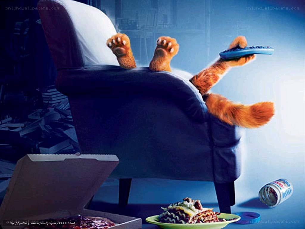 cat watching TV on couch