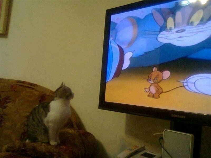 Cat Watching TV