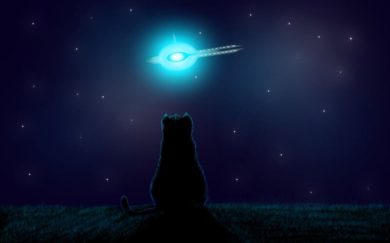 Cat Watching UFO