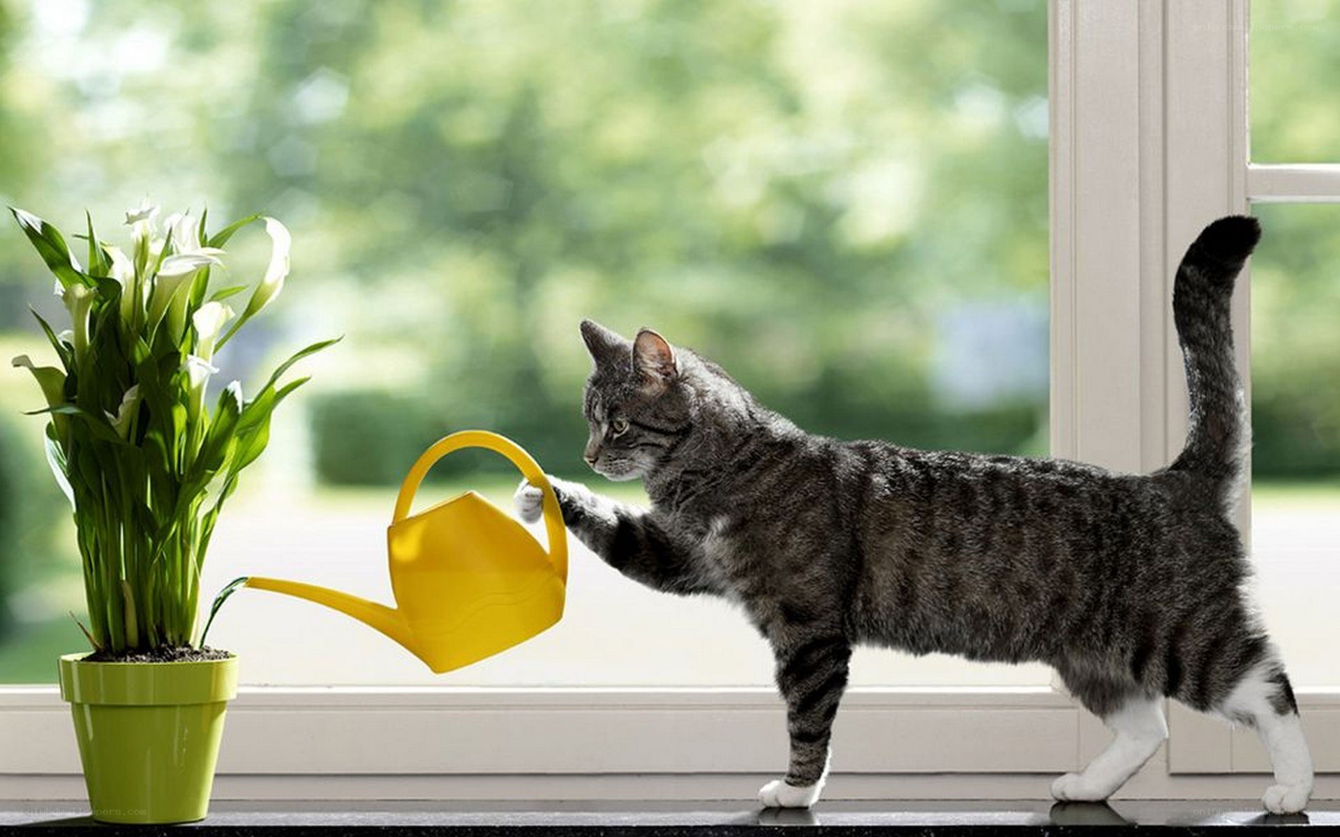 cat watering a plant