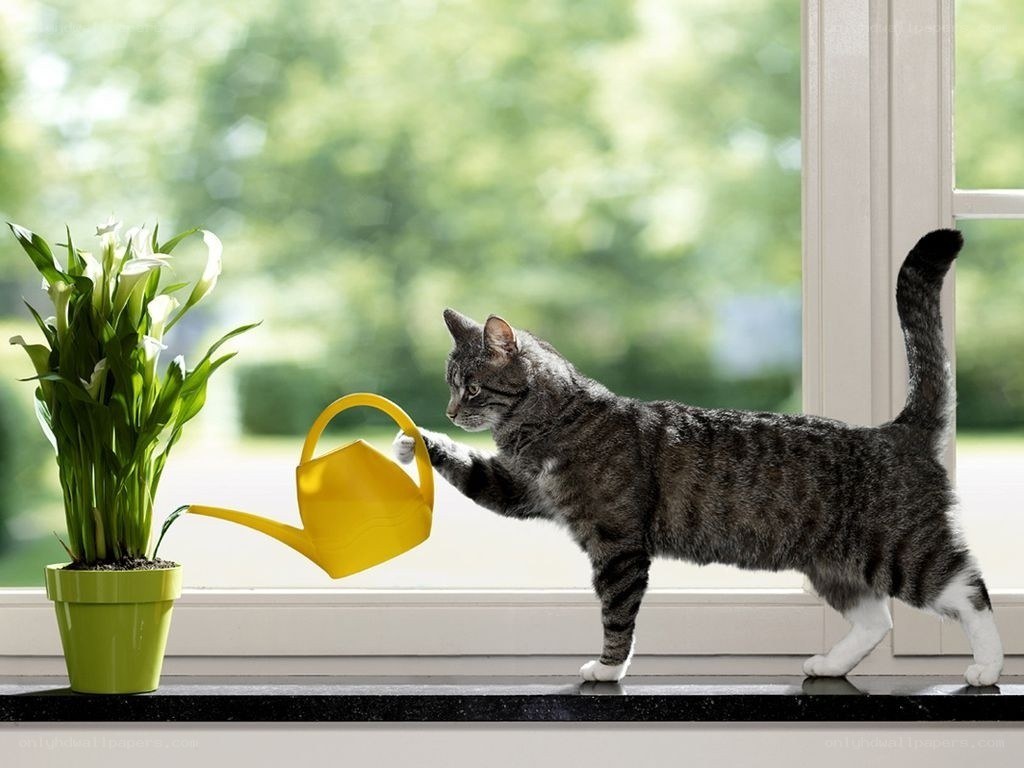 cat watering a plant
