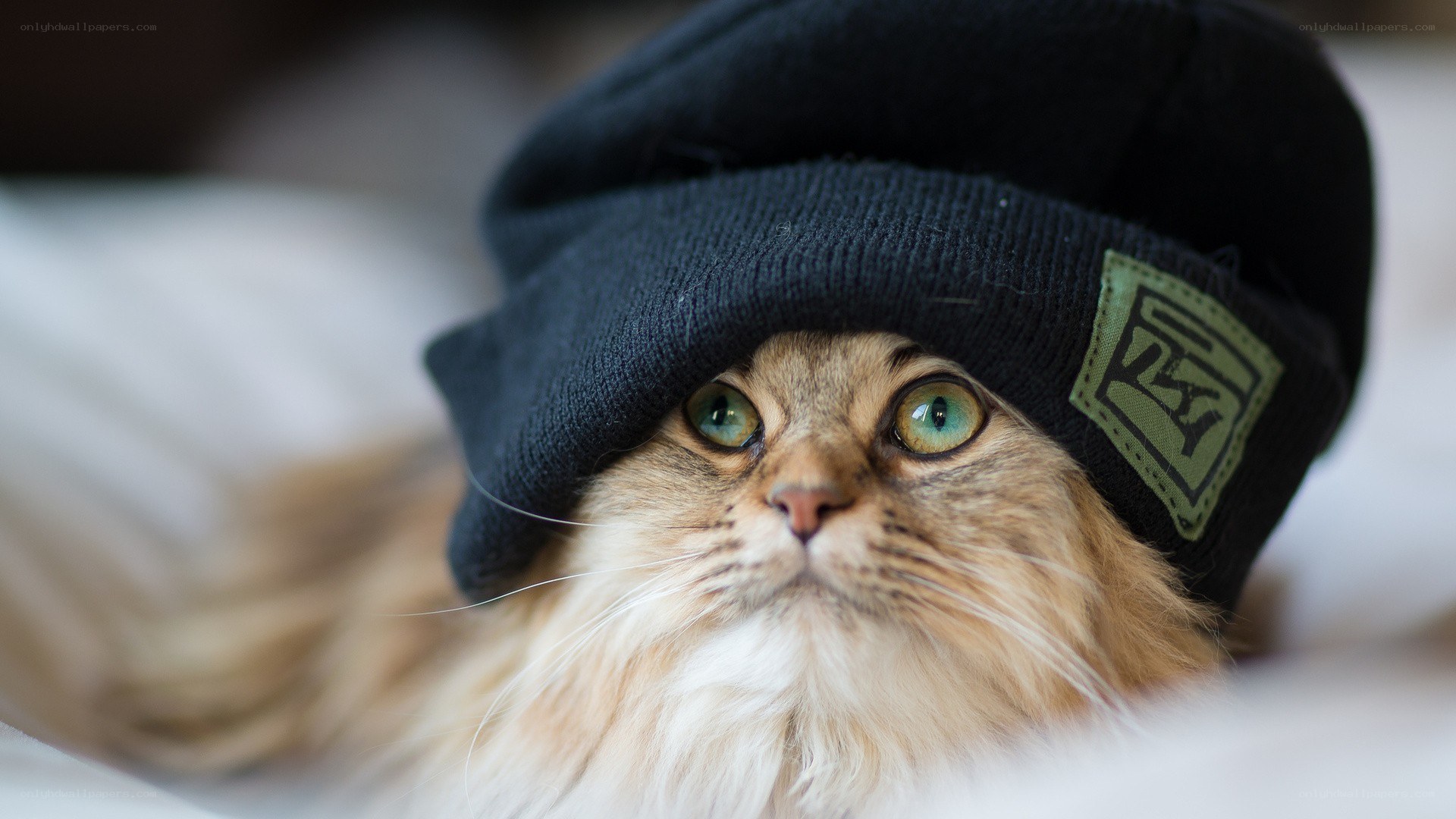 cat wearing a beanie hat