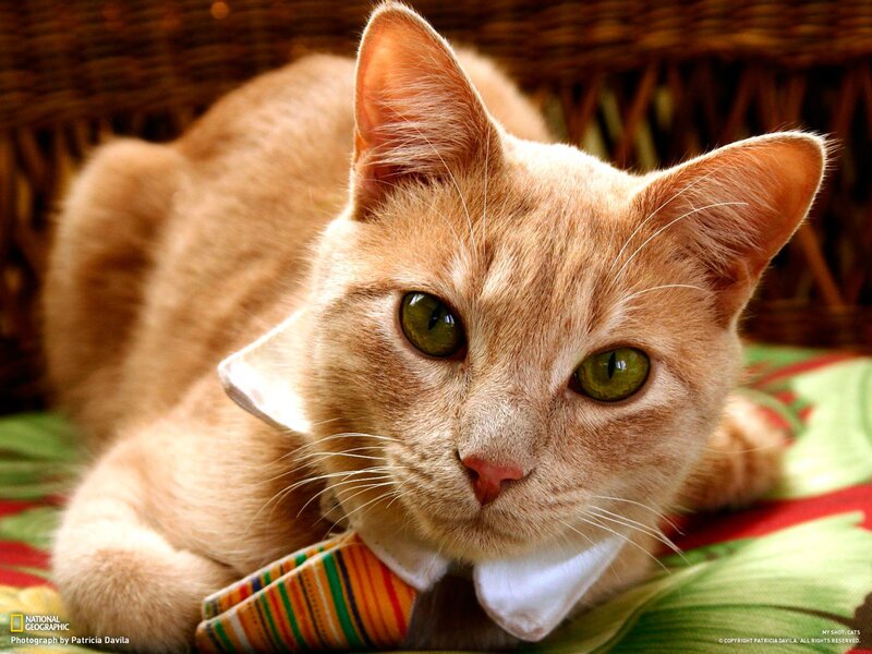 cat wearing a bow tie