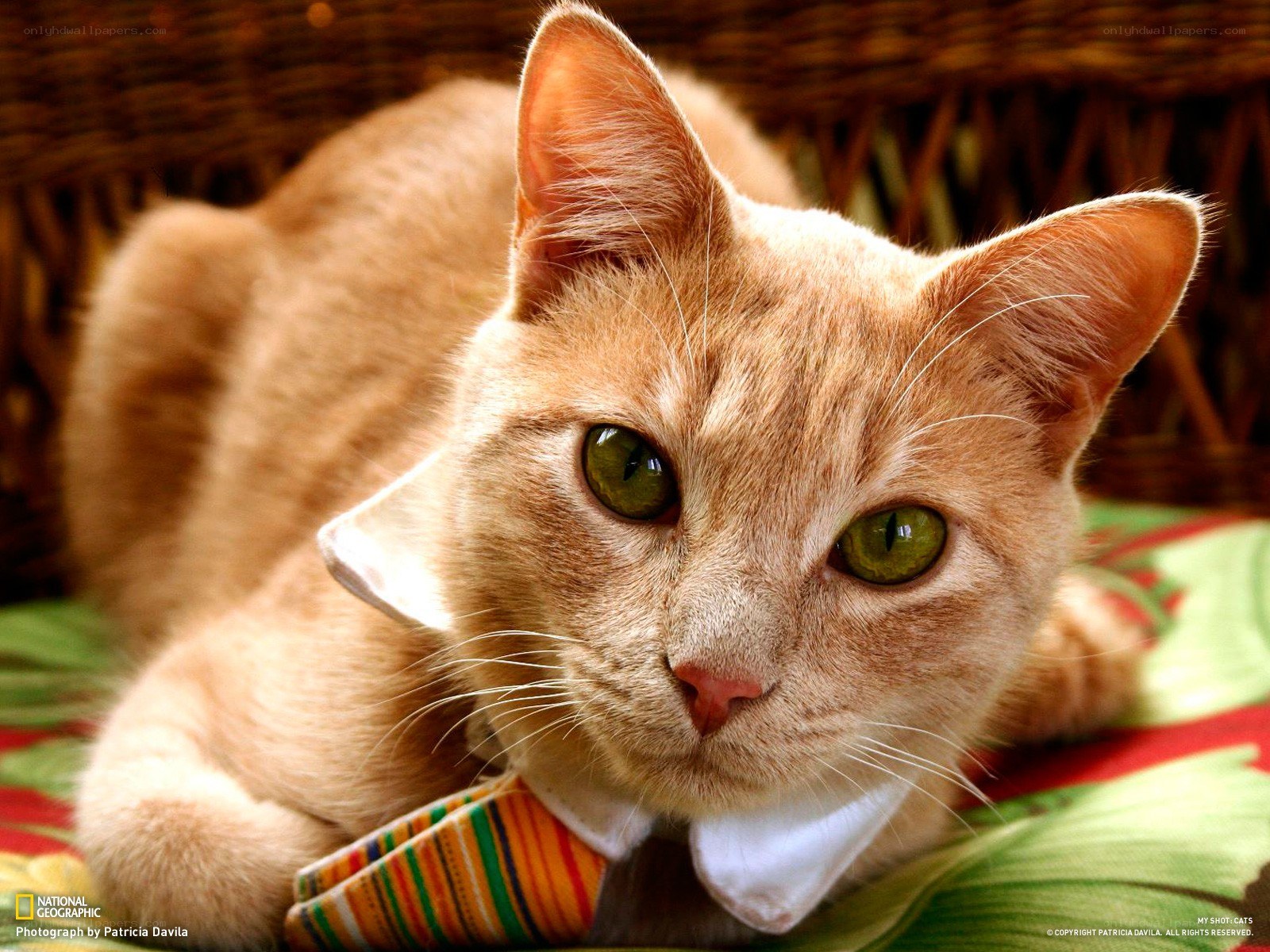 cat wearing a bow tie