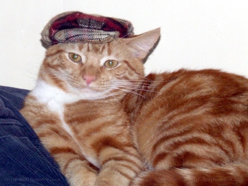 cat wearing a hat