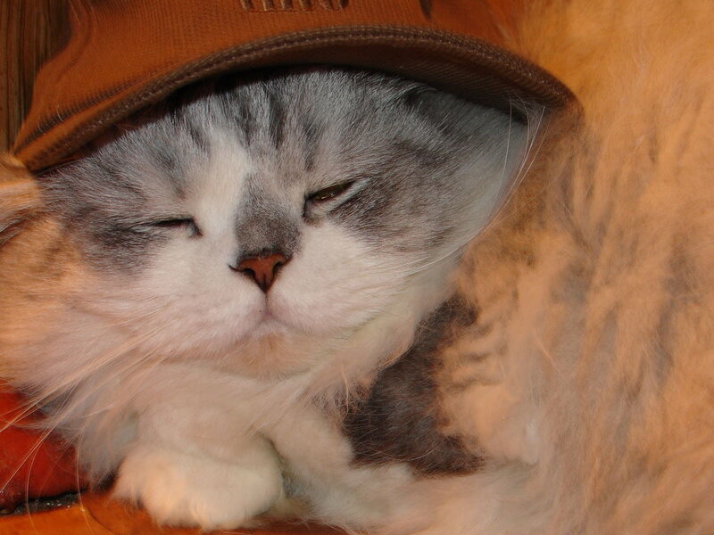 cat wearing a hat