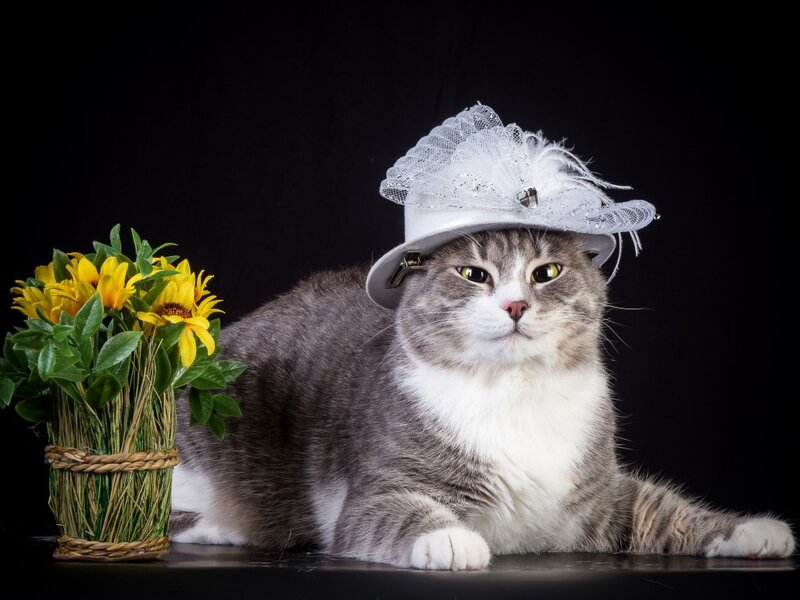 Cat Wearing a Hat — Gray, Dramatic