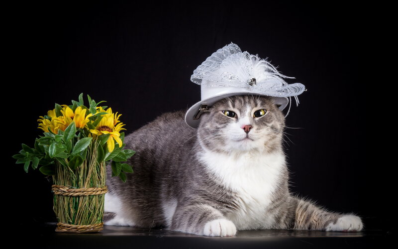 Cat Wearing a Hat — Gray