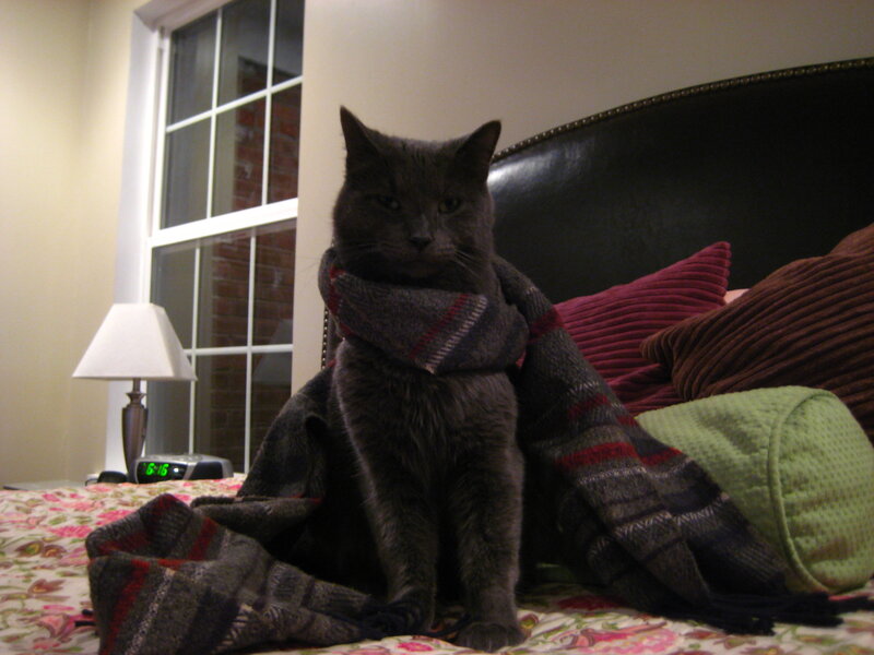 cat wearing a scarf