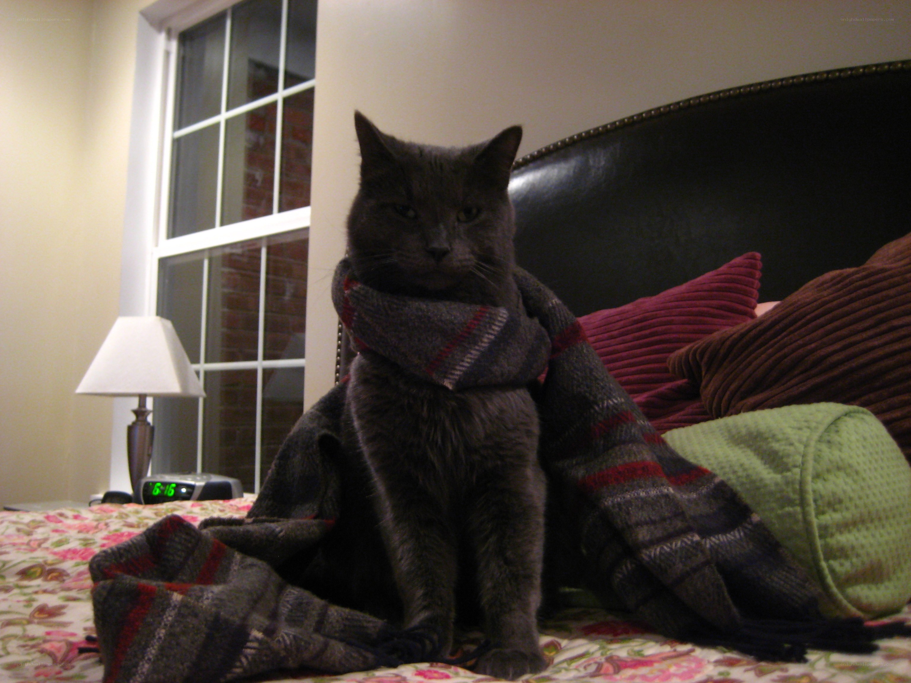 cat wearing a scarf