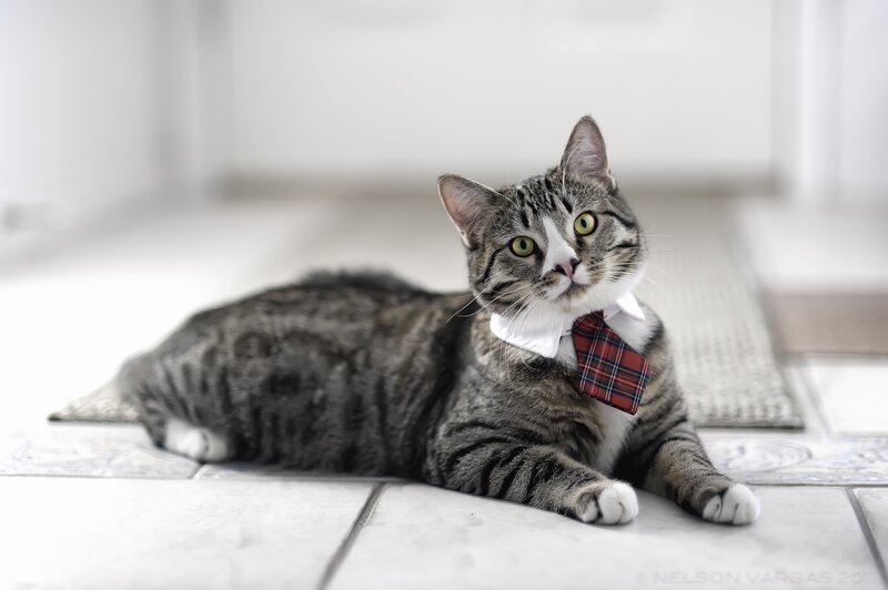 cat wearing a tie