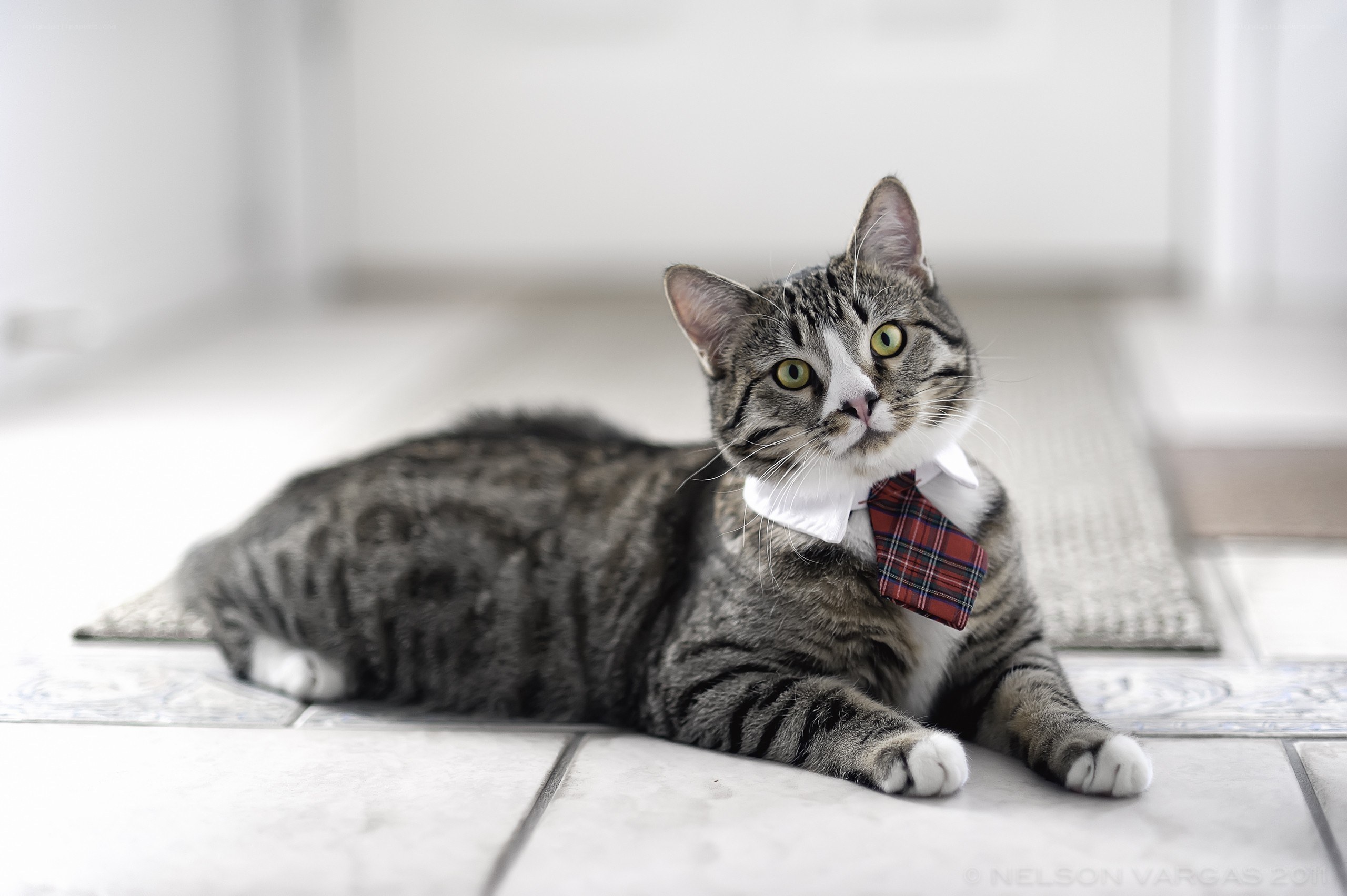 cat wearing a tie