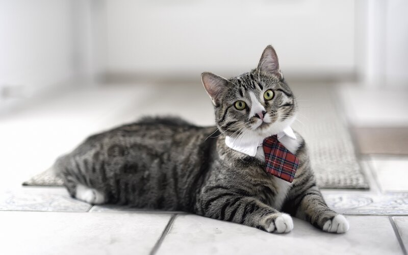 cat wearing a tie