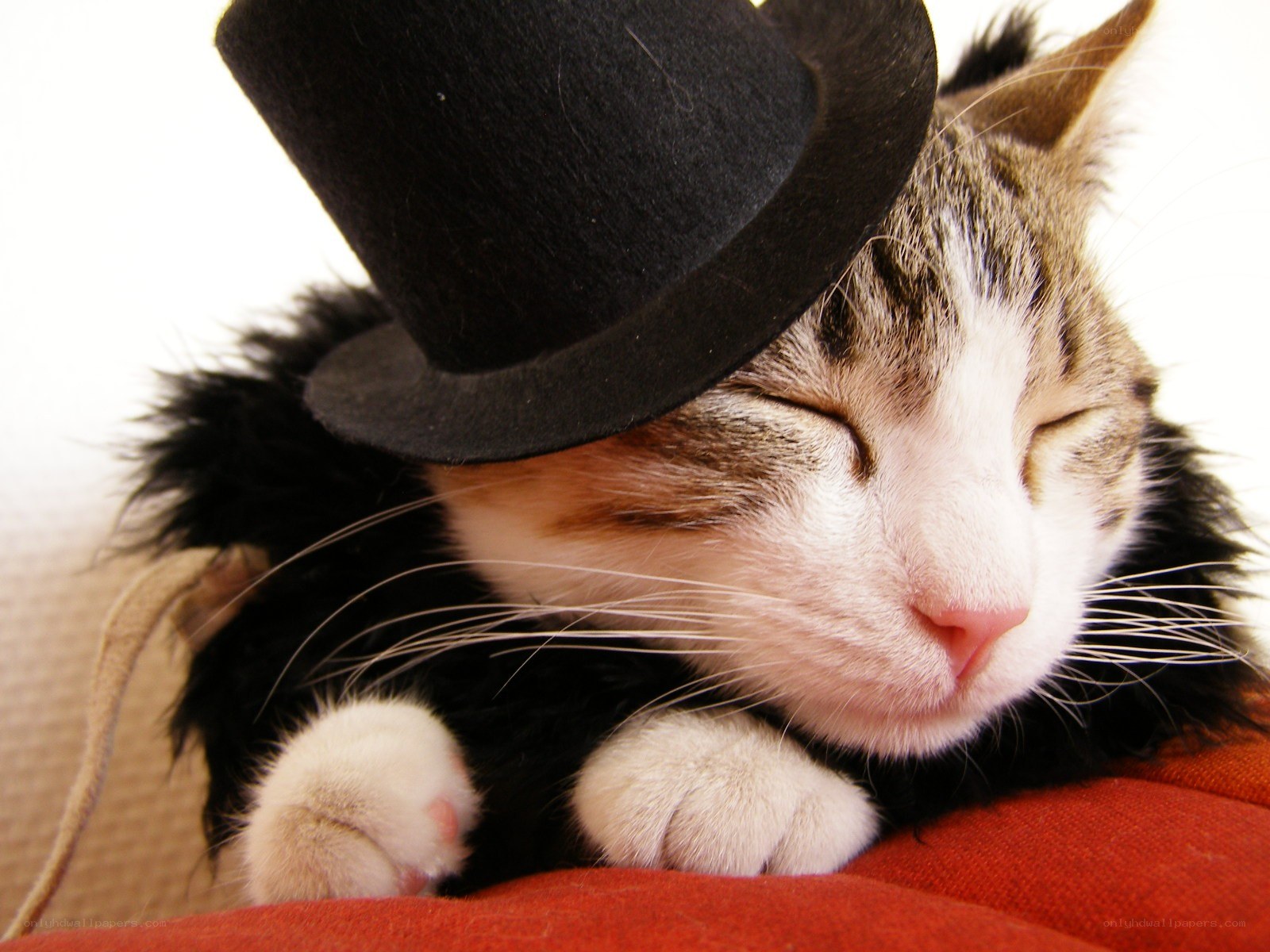cat wearing a top hat