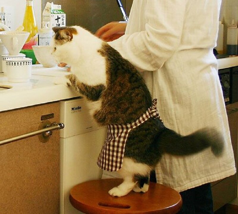 Cat Wearing Apron