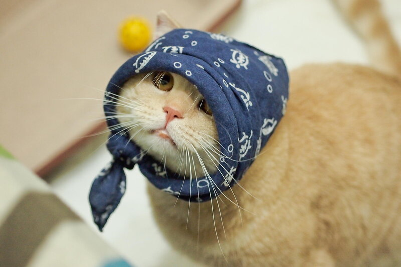 Cat Wearing Bandana