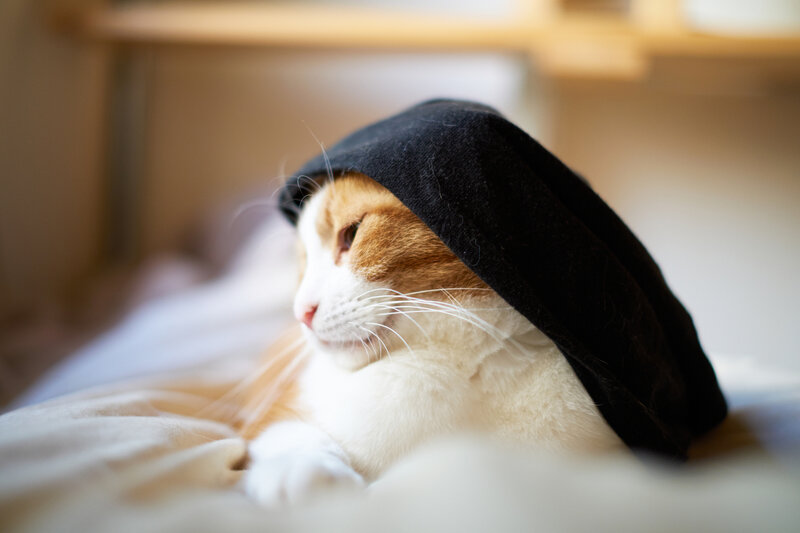 Cat Wearing Black Hat