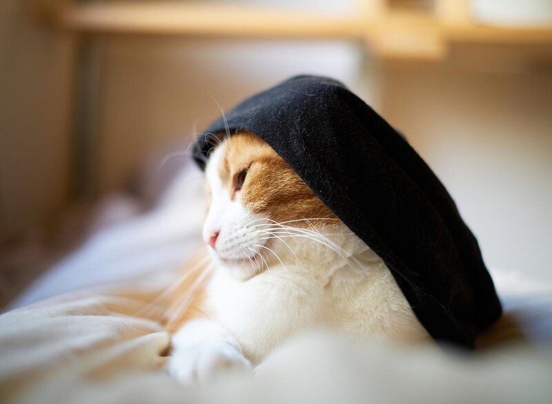 Cat Wearing Black Hat — White