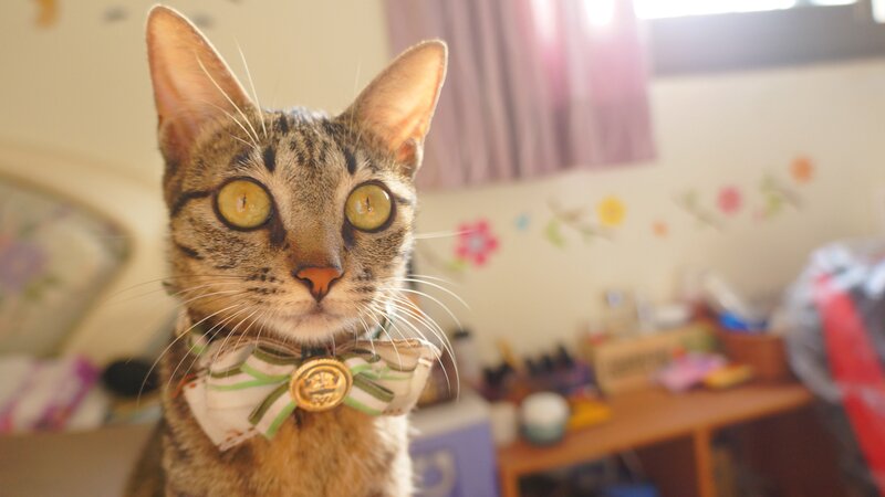 cat wearing bow tie