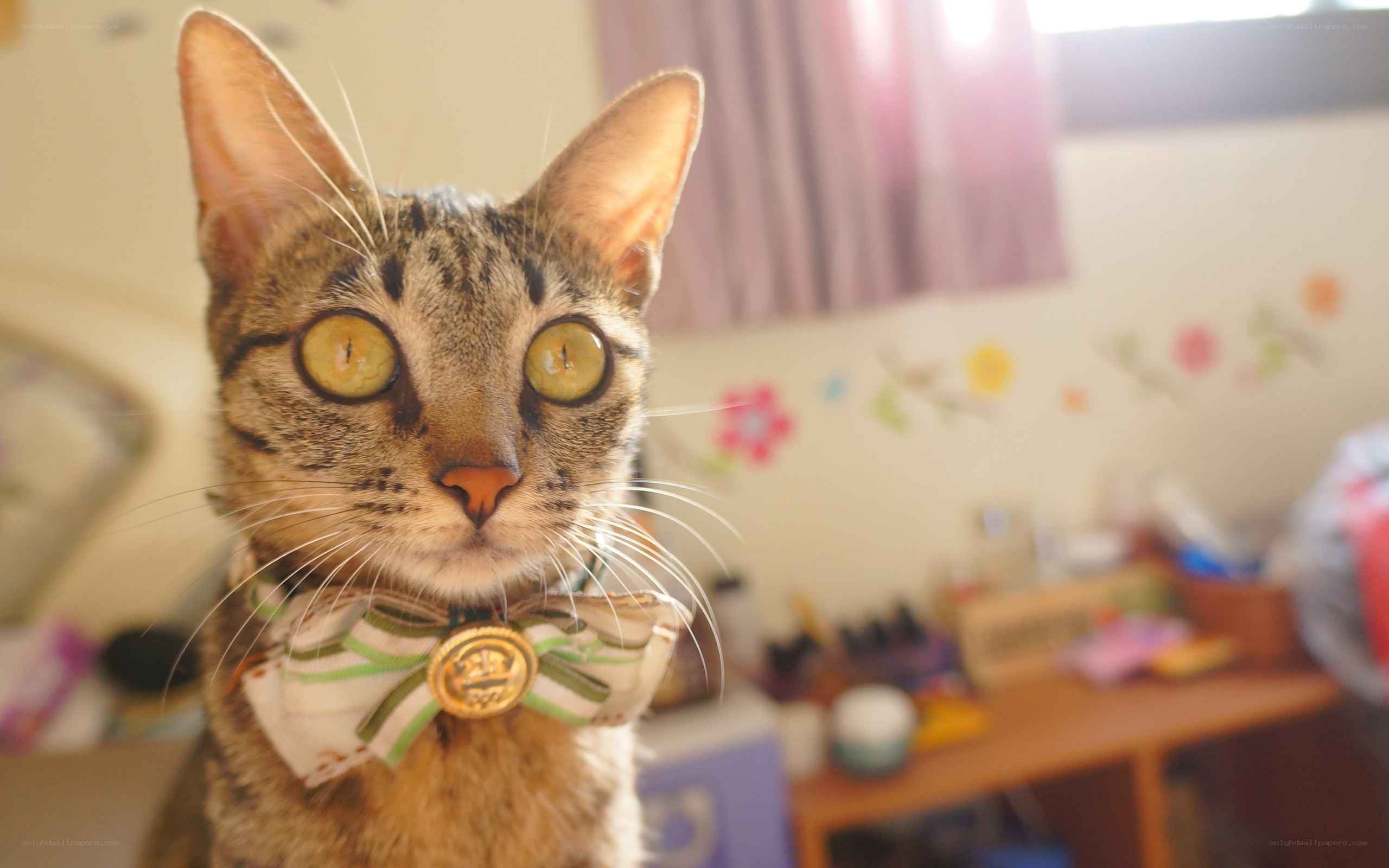cat wearing bow tie